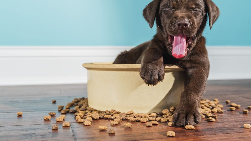 Pseća hrana, ilustracija