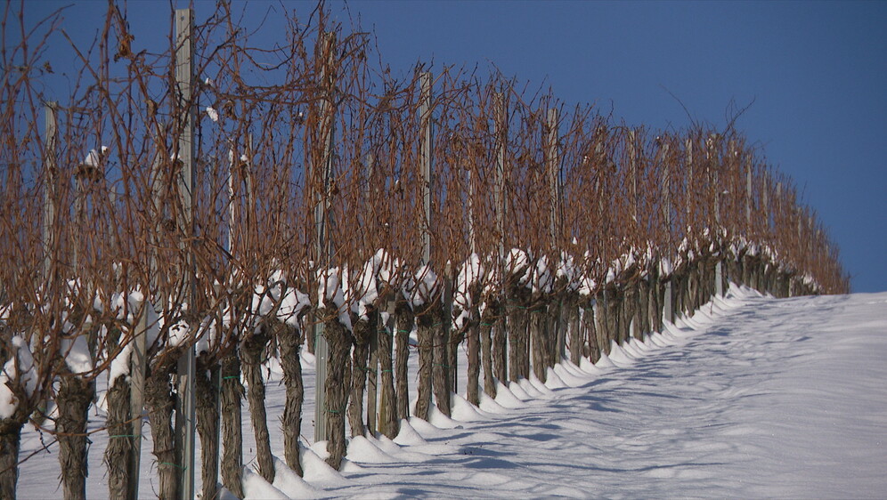 Vinogradari zadovoljni hladnoćom