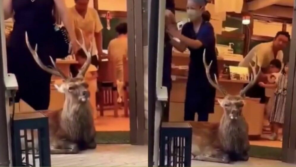 Jelen ispred vrata trgovine u Japanu