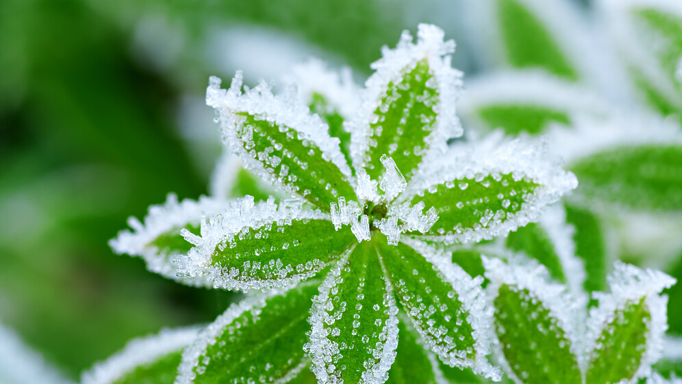 Kako se piše: mrazovi ili mrazevi