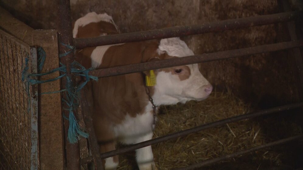 Mljekarstvo u Hrvatskoj