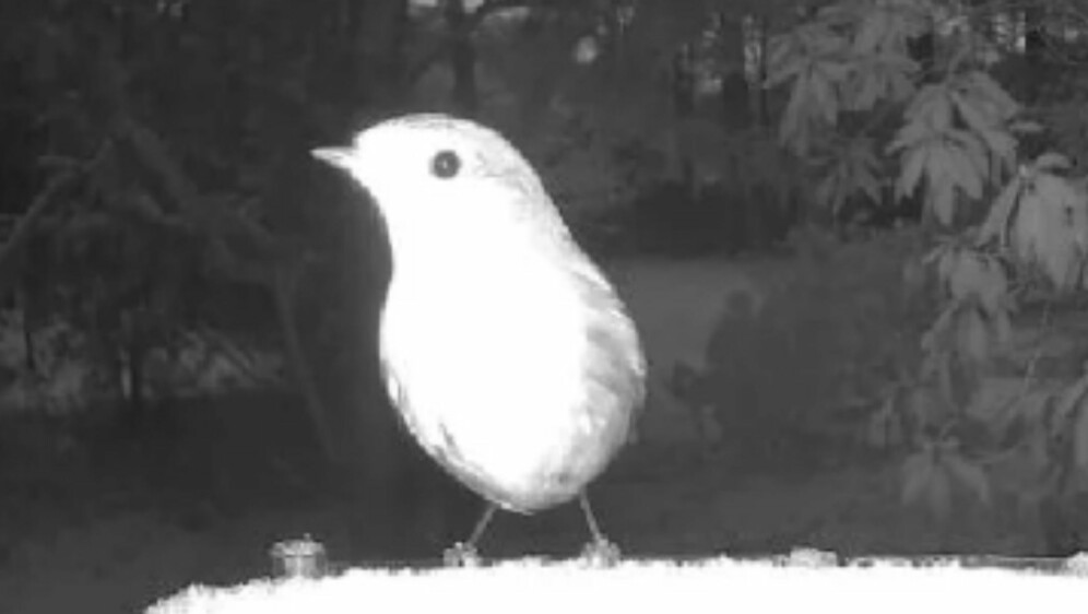 Ptica na snimci s hranilice i neobična silueta u pozadini