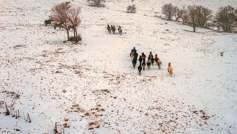 Divlji konji kod Livna - 1