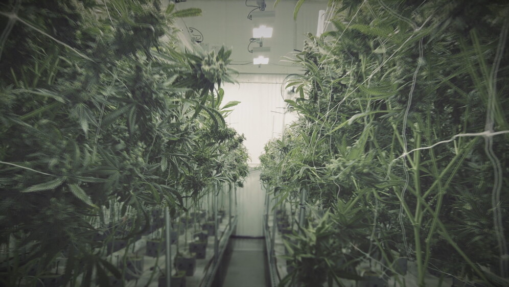 Ilustracija: marihuana