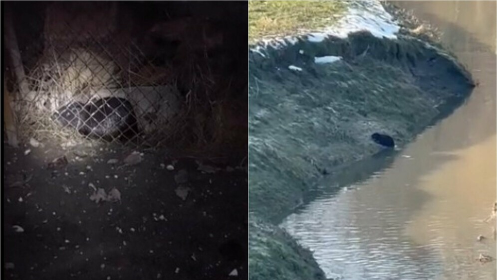 Nutrije u Zagrebu i Siščanima