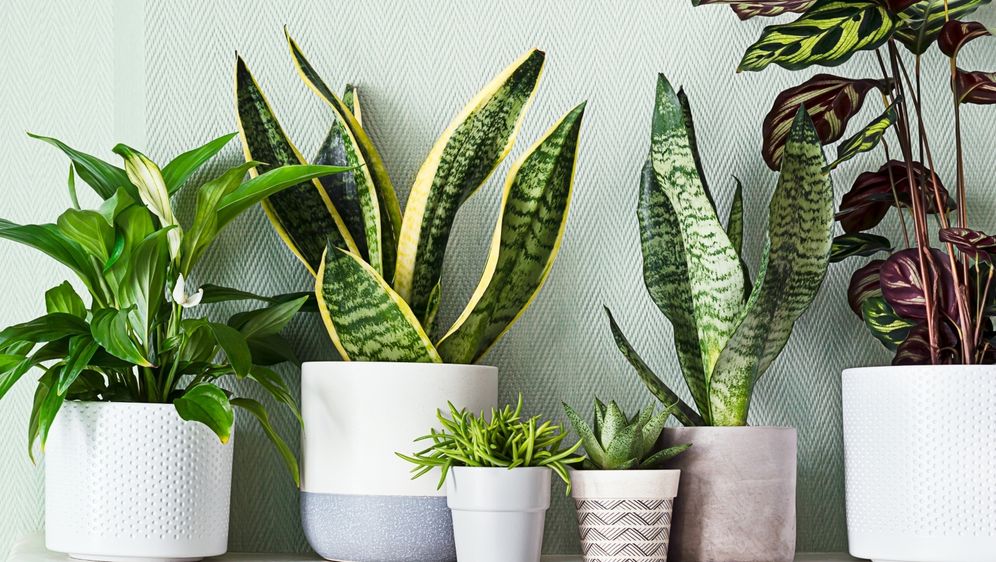 Neke biljke trebaju malo drugačiju njegu