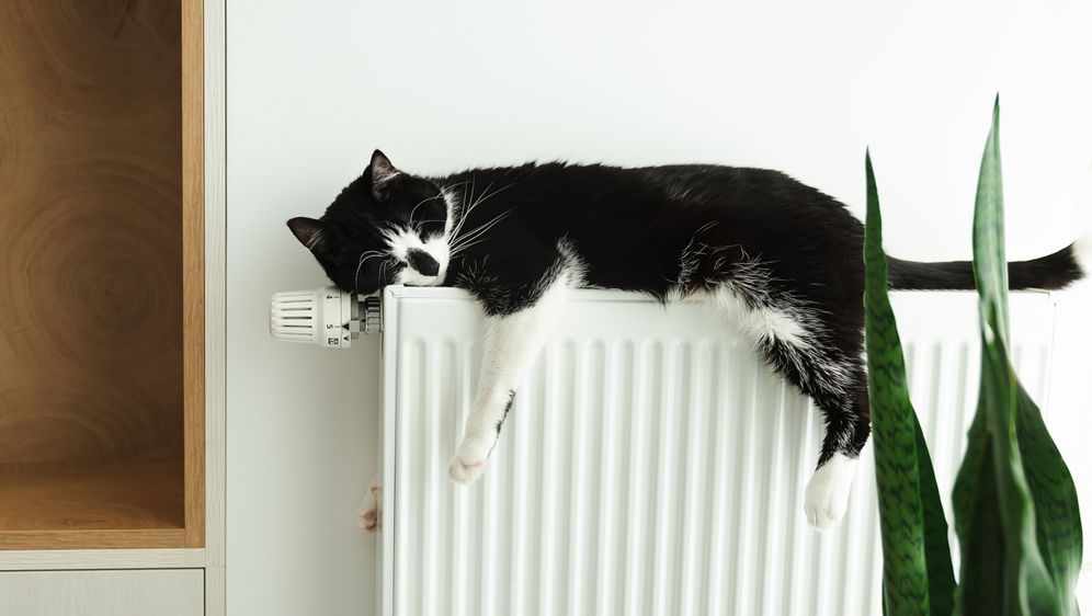 Mačka leži na radijatoru