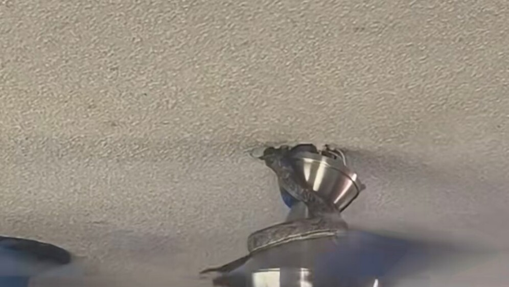 Zmija na ventilatoru