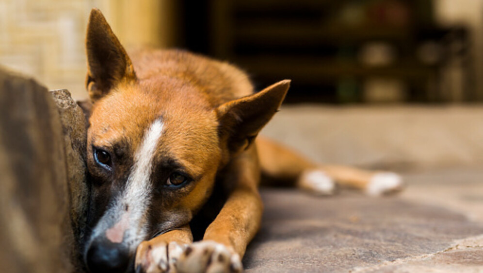 Pas lutalica, ilustracija