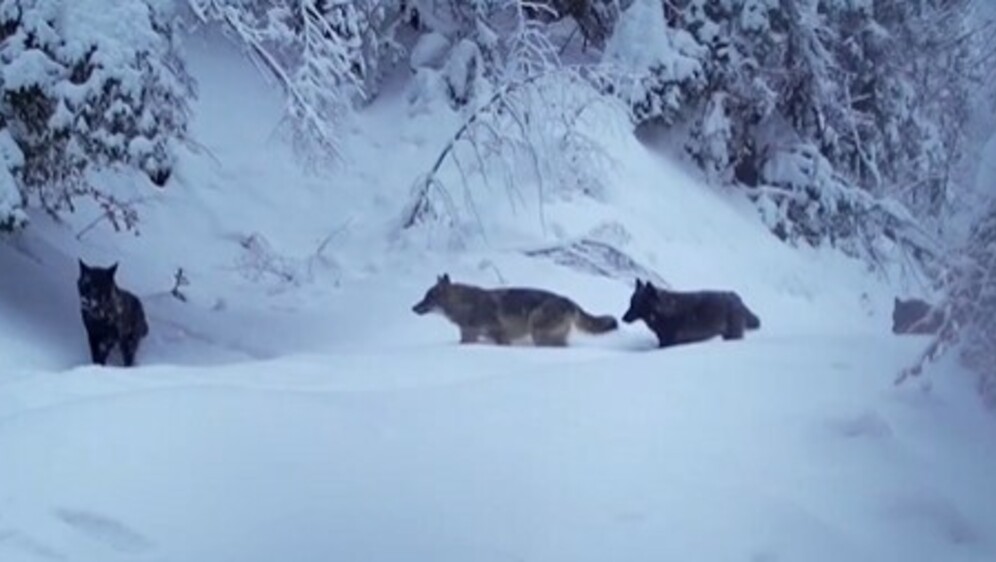 Automatska kamera Stručne službe Nacionalnog parka Plitvička jezera zabilježila je prolazak vukova u potrazi za hranom