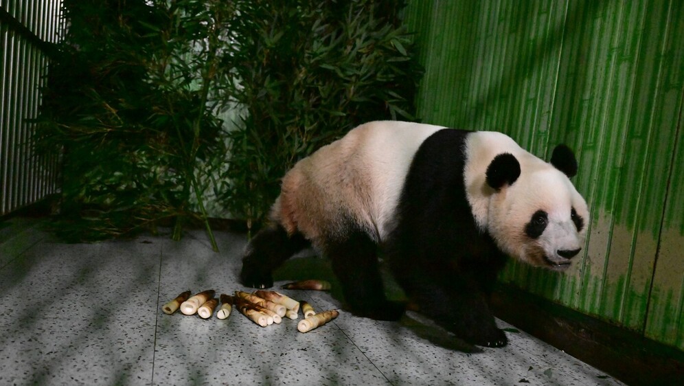 Seljenje pandi iz Japana u Kinu - 2