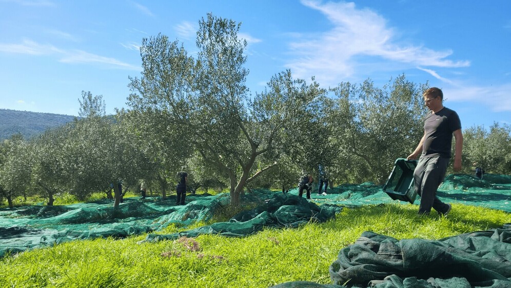 Zavirili smo u maslinik uz Krku s 4500 stabala: Priča o obitelji, ljubavi i maslinovom ulju