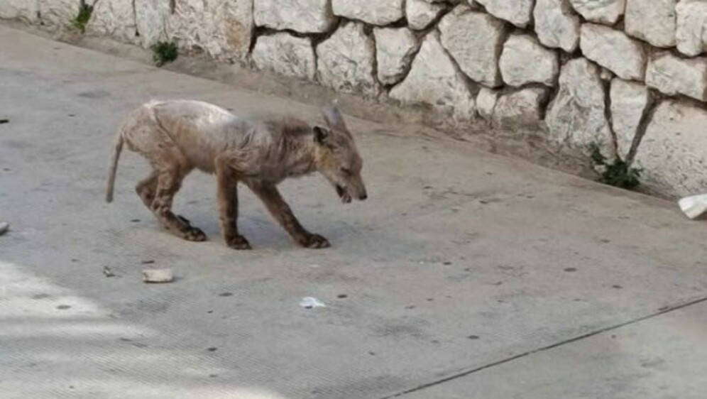 Bolesna lisica luta Šibenikom