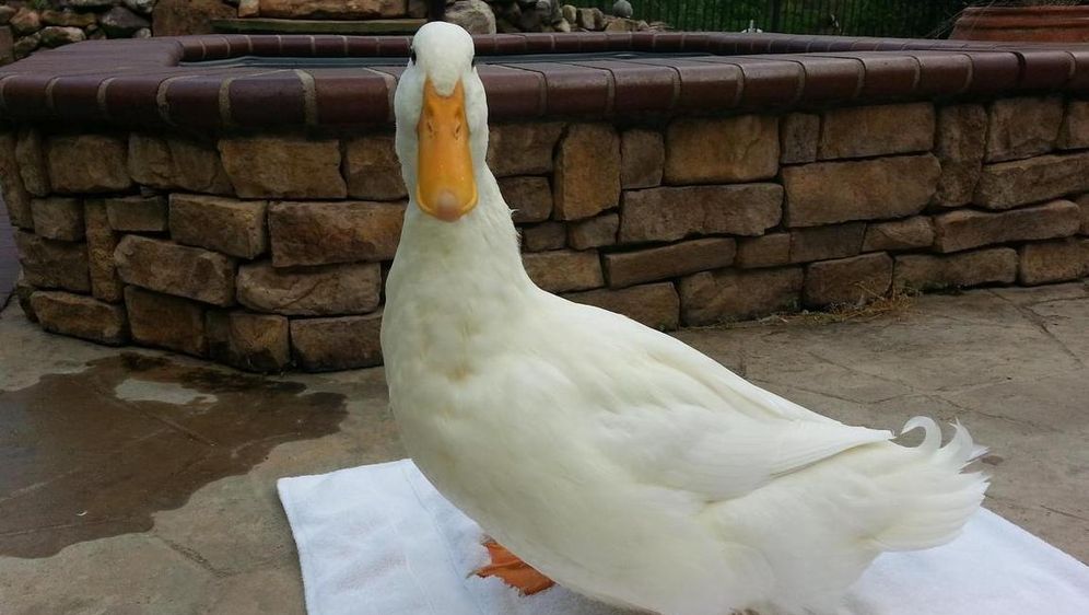 Patka Zlatica dobila protetsko stopalo ispisano 3D tehnologijom!