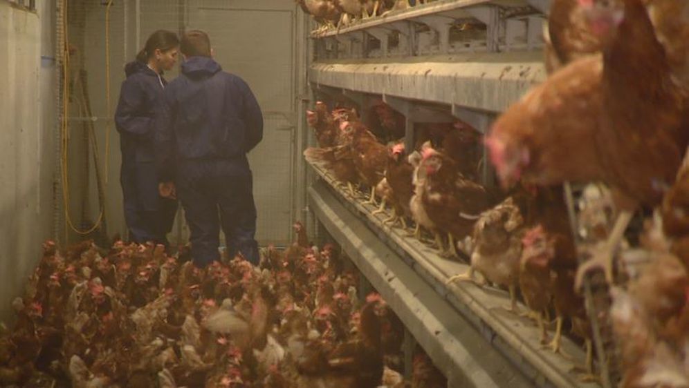 Uzgoj kokoši uz pomoć novca iz EU (Foto: Dnevnik.hr) - 2