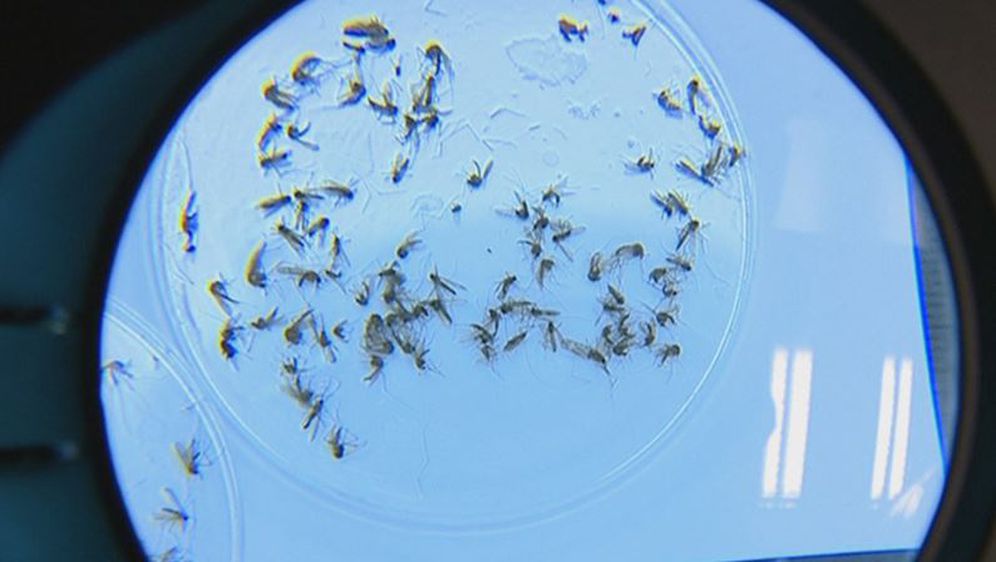 Komarci pod povećalom (Foto: Dnevnik.hr)