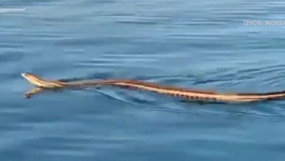 Najveća europska zmija (Foto: Morski.hr/Dnevnik Nove TV)