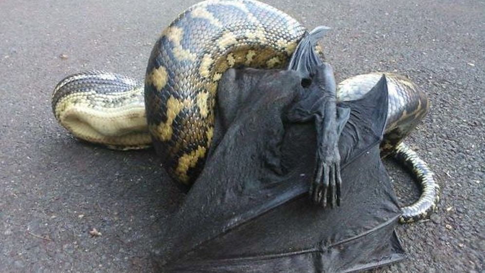 Australska čudovišta (Foto: boredpanda.com) - 34