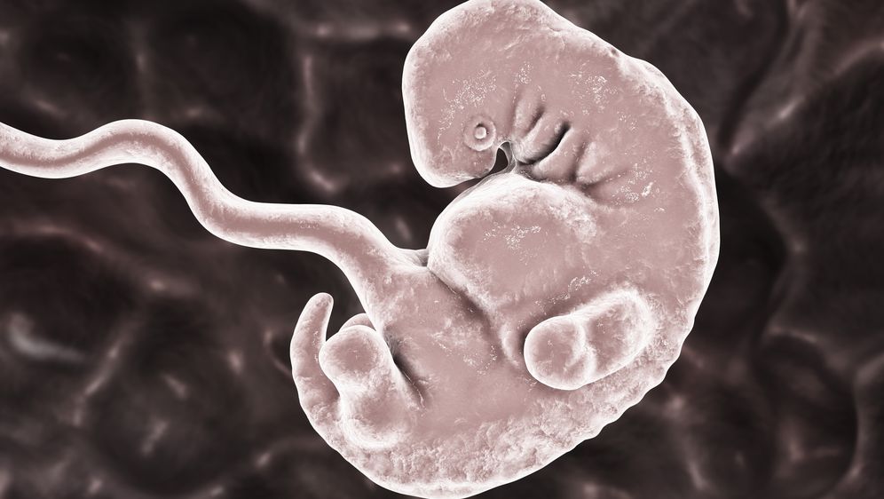 Ljudski embrij, ilustracija