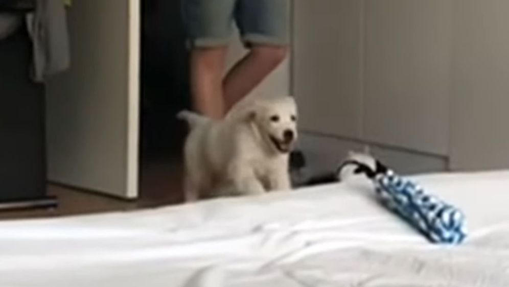Štenac (Foto: Screenshot/YouTube)