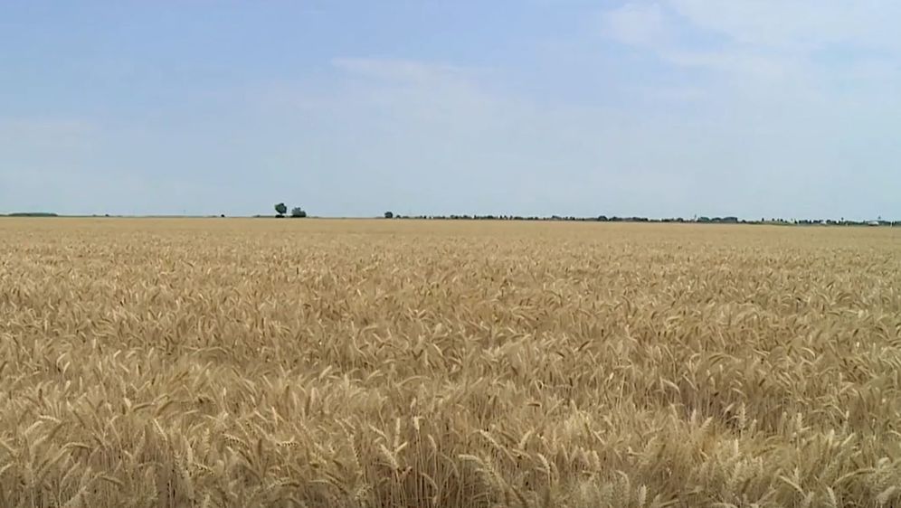 Polje pšenice - 3