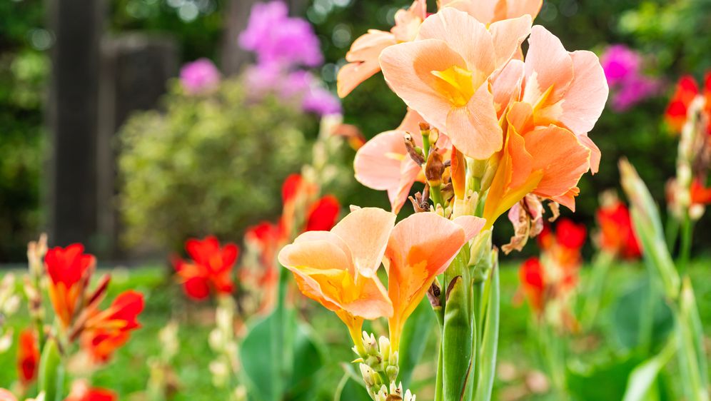 Kana je prekrasni ljetni cvijet koji će uljepšati vaš vrt ili balkon