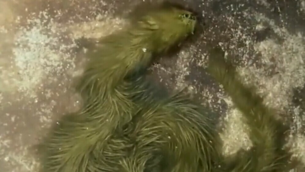 Zmija prekrivena algama