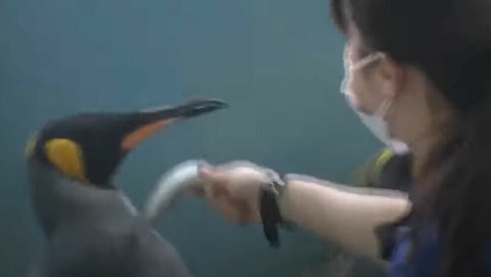 Pingvin odbija ribu