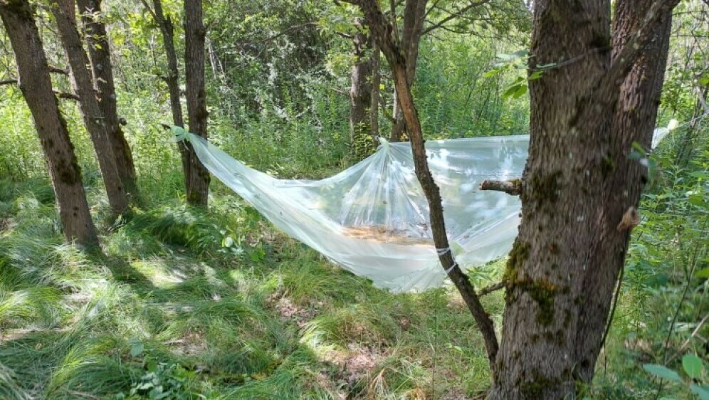 U blizini Paukovca posadili 52 stabljike marihuane - 2
