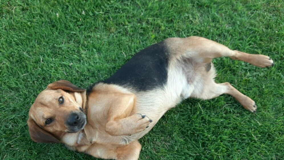 Pronađen je Boco - 3