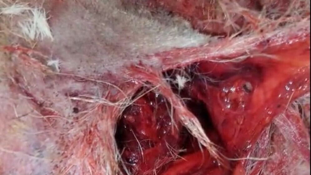 Horor u skloništu za pse - 1