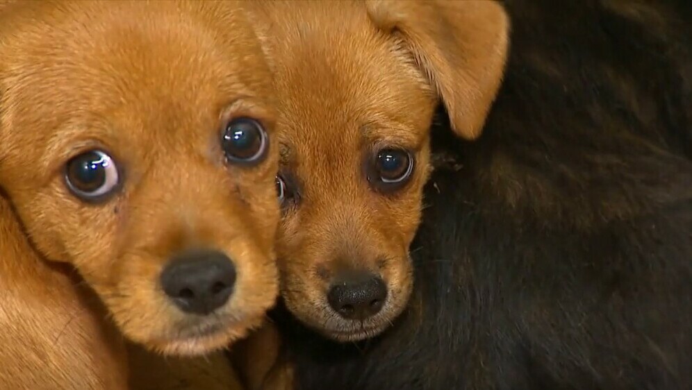 Nova sezona napuštanja životinja - 2