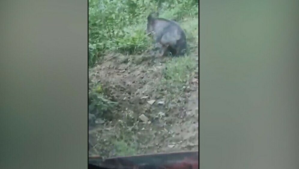 Afrička svinjska kuga, ilustracija - 4