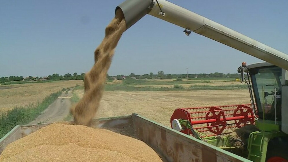 Pšenica, ilustracija - 6