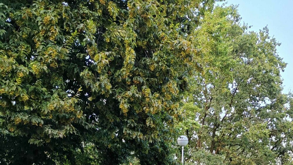 Sopotski dečki uklanjaju stablo - 1