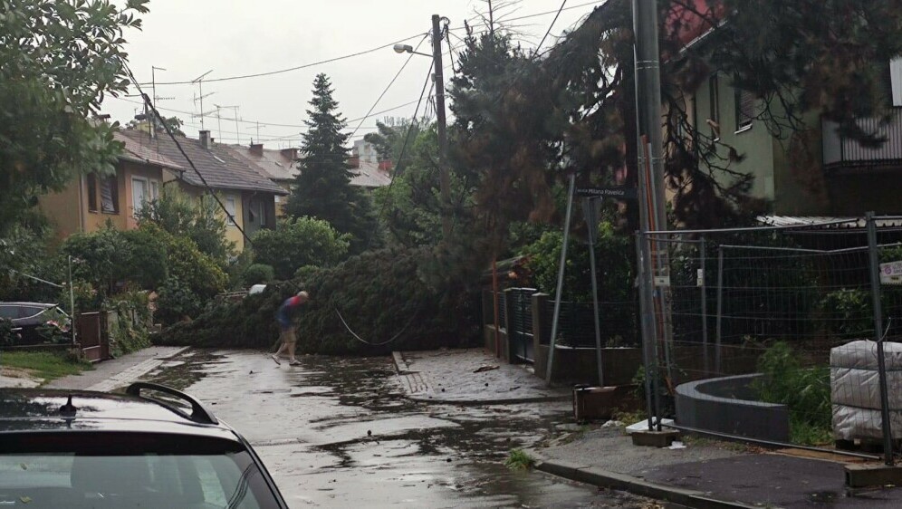 Palo stablo u Borongaju