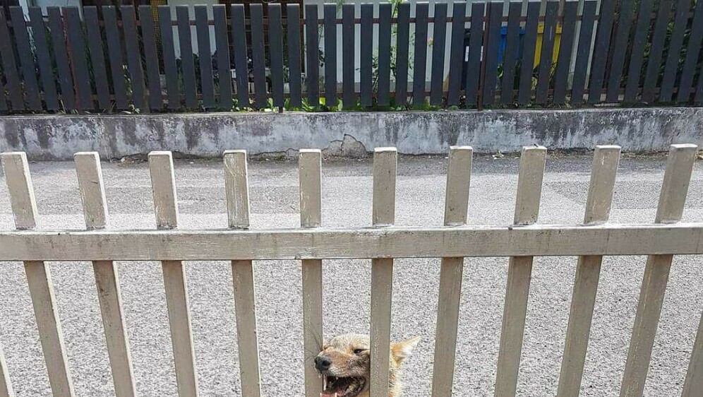 Žedna ženka čaglja - 1