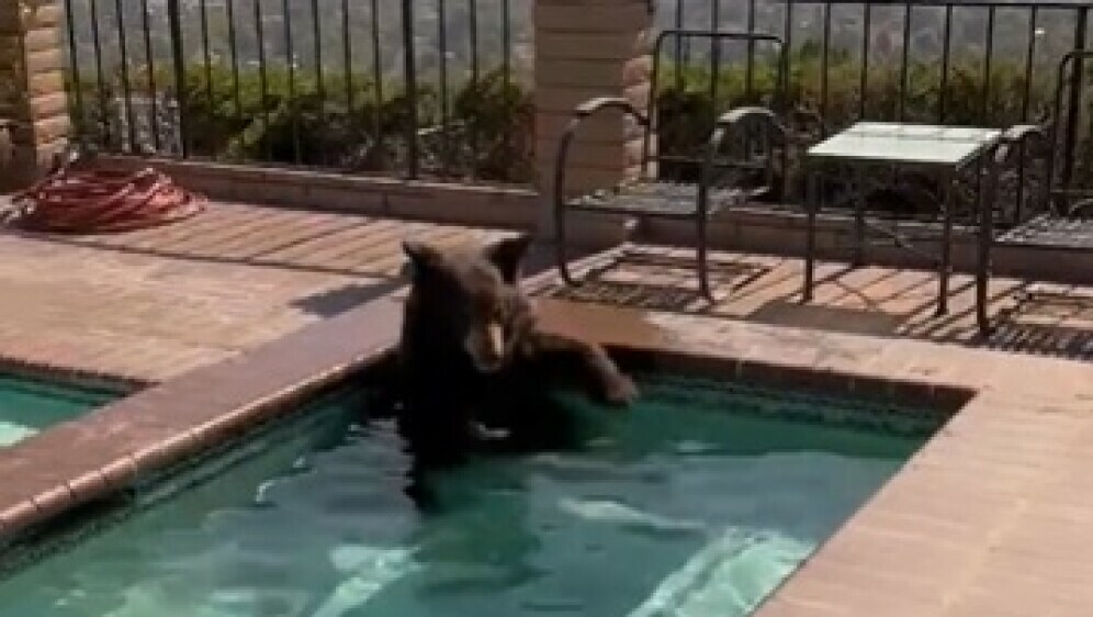Medvjed u bazenu
