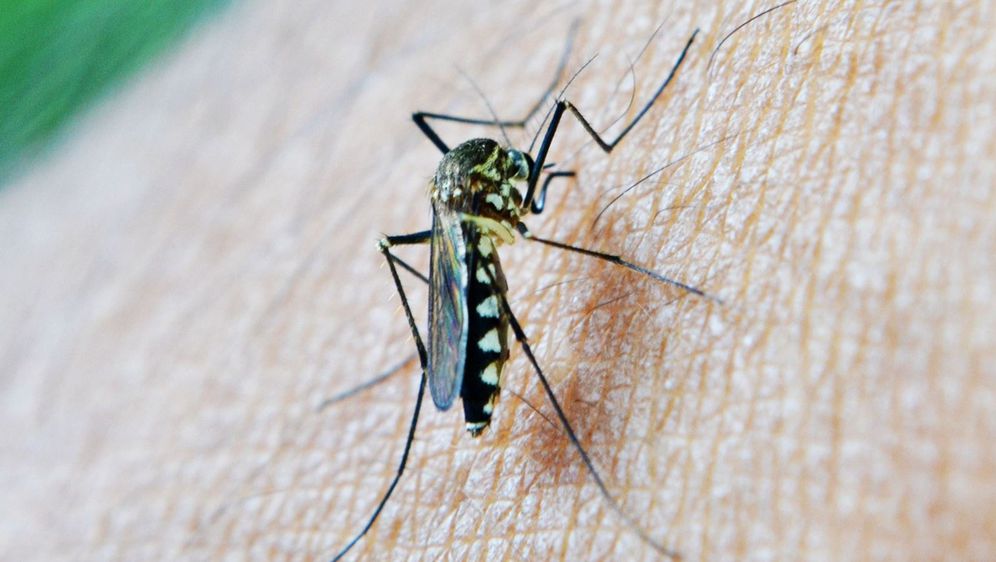 Zanimljivosti o komarcima
