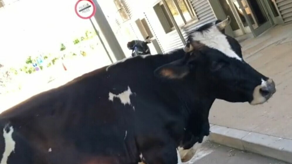 Krava na granici