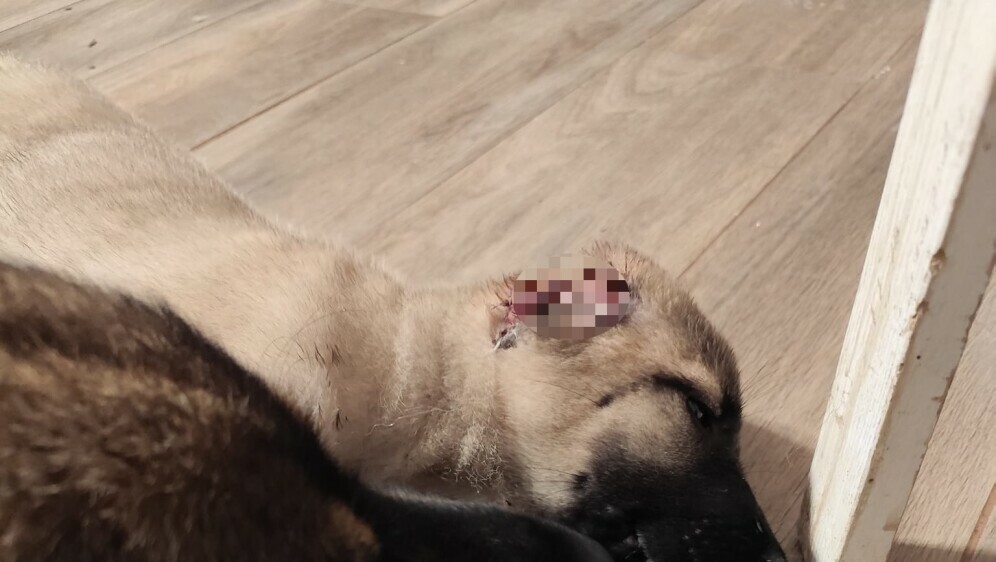 Stella, udomljena kujica bez ušiju - 1