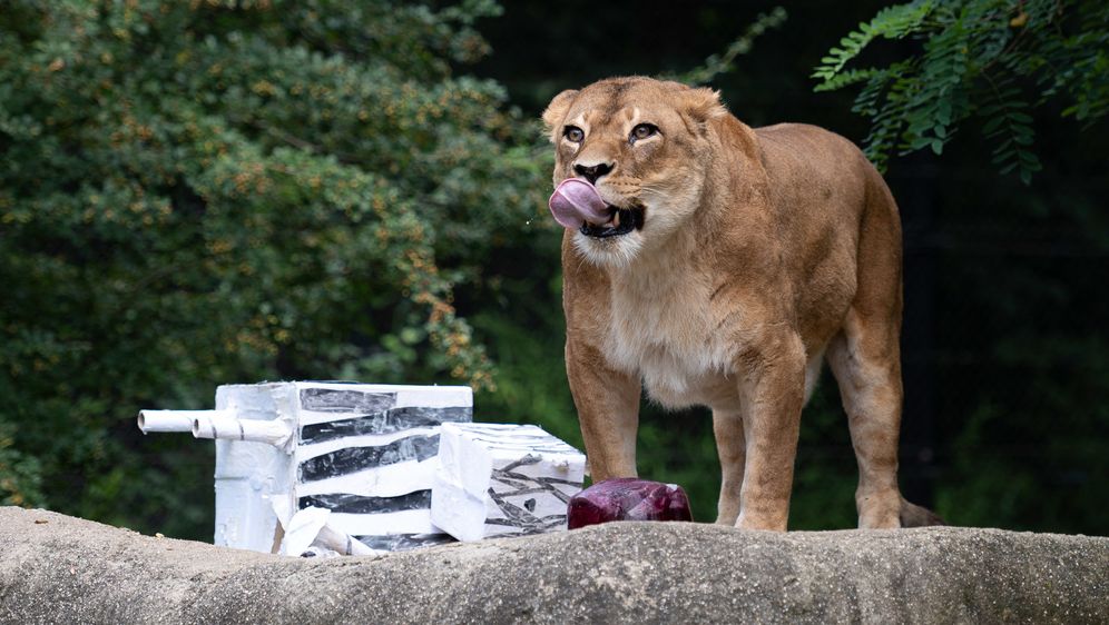 Lavice Ayana i Nyota iz zagrebačkog zoo vrta slave 19. rođendan