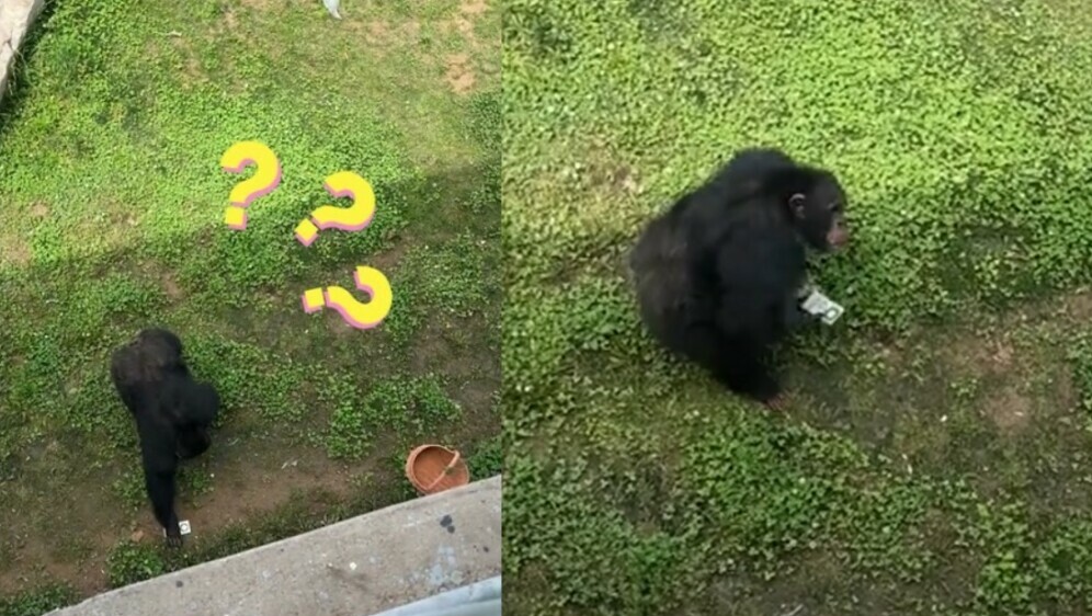 Čimpanza i mobitel