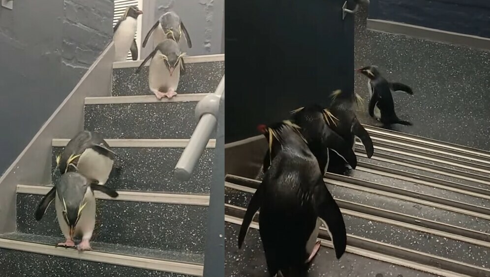 Pingvini silaze niz stepenice