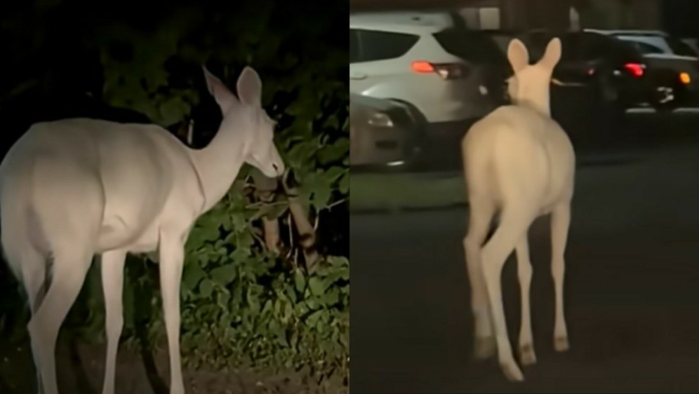 Rijetki albino jelen kako traži hranu