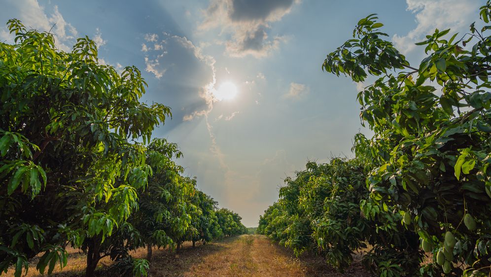 Voćnjak, ilustracija