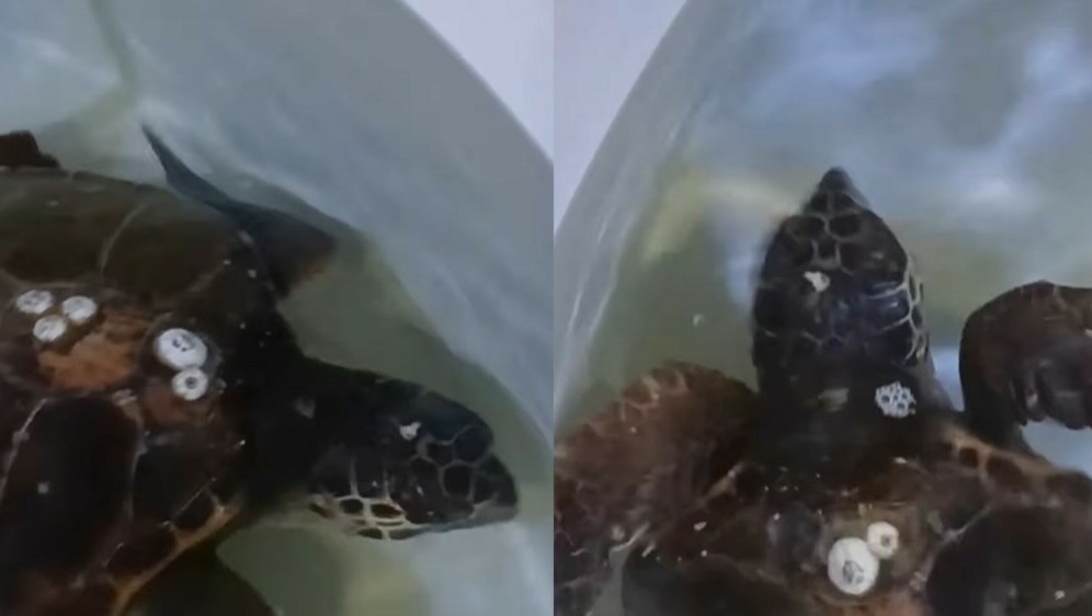 Spašena Glavata želva u akvariju