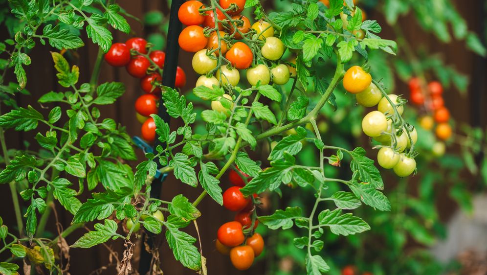 Rajčica, ilustracija