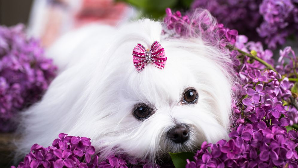 Maltezer