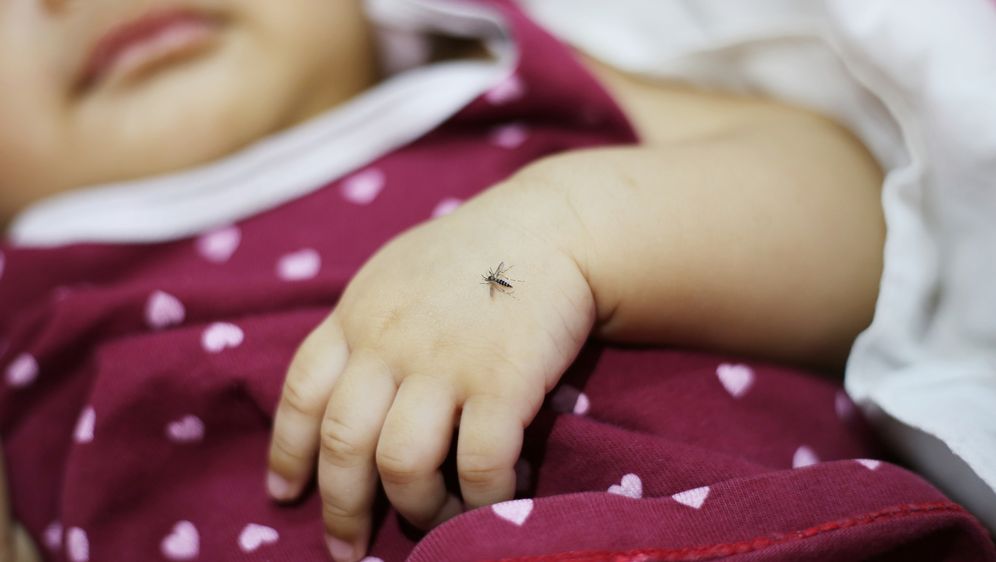 Komarac, ilustracija